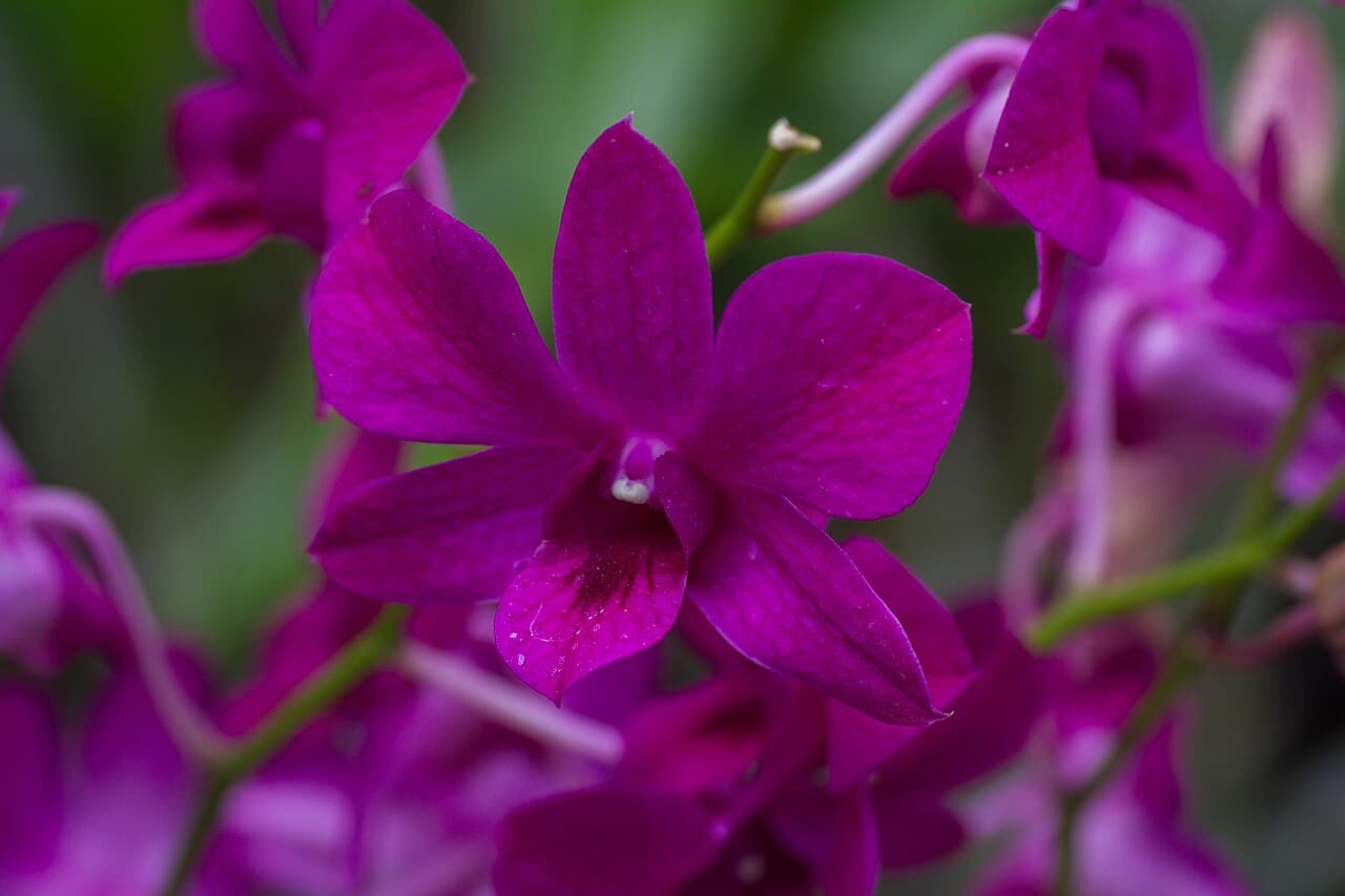 Garden of the Sleeping Giant