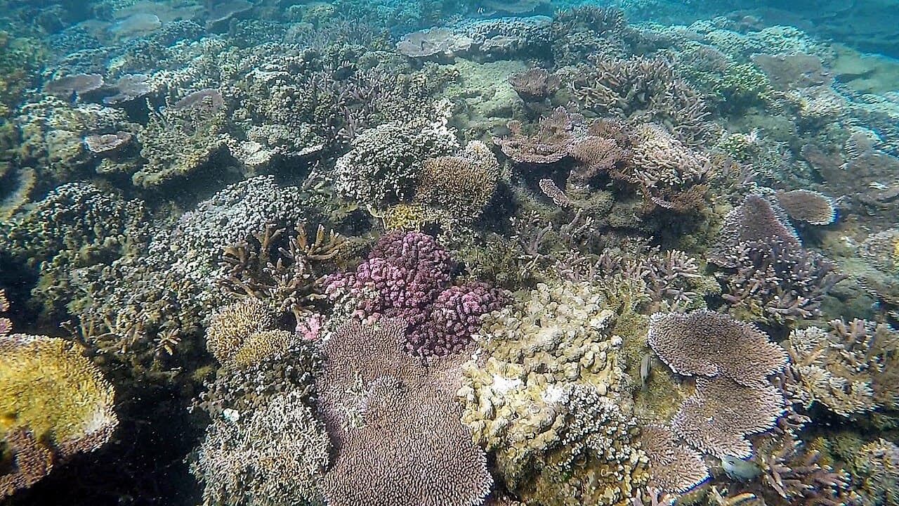 Palolo Deep Marine Reserve